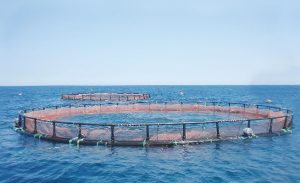 Production of polyethylene structures in fish crops